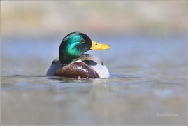 <p>KACHNA DIVOKÁ (Anas platyrhynchos) /Mallard - Stockente/</p>